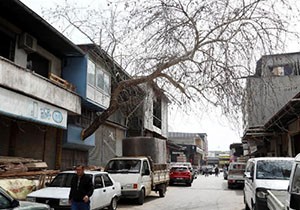 Çınar ağacına 'yol' verdiler