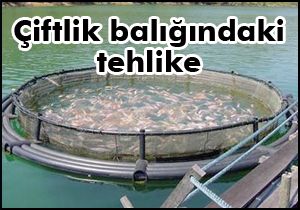 Çiftlik balığındaki tehlike