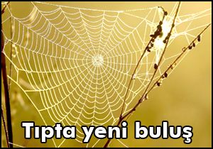 Örümcek ağları tıp alanında kullanılacak