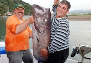 Amatör balıkçıların oltasına 39 kilogram morina takıldı