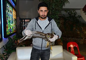Yaralı şahin ve doğan tedaviye alındı