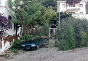 Şiddetli rüzgar ağaçları devirdi