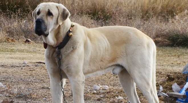  Aksaray malaklısı  almak isteyenlere, 6 ay sonra için gün veriliyor