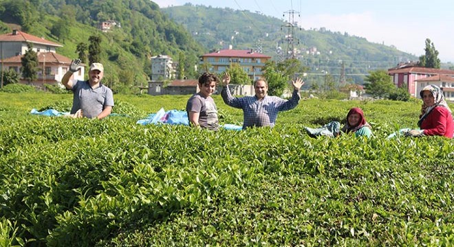  Çay göçü  başladı,  izole  çağrısı geldi