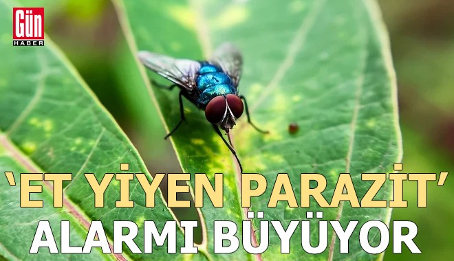 'Et yiyen parazit' alarmı büyüyor!