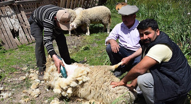  Koyun berberi  talebe yetişemiyor