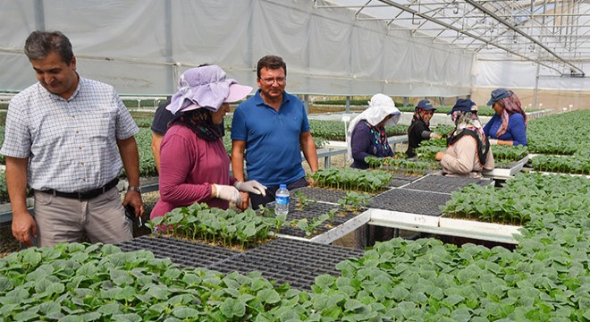  Serik, Antalya da en fazla örtü altı üretimin yapıldığı yer 