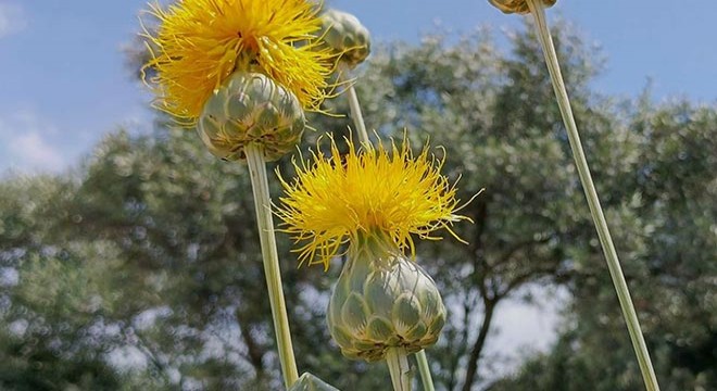  Tülüşah ı koparmanın cezası 557 bin TL