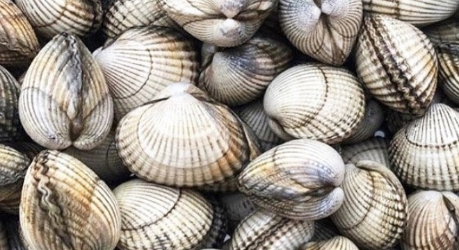 1,5 ton kum midyesi ele geçirildi