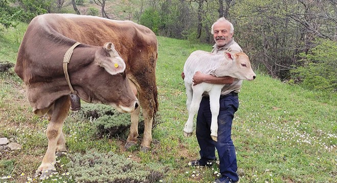 1 inek kaybetti 2 tane buldu