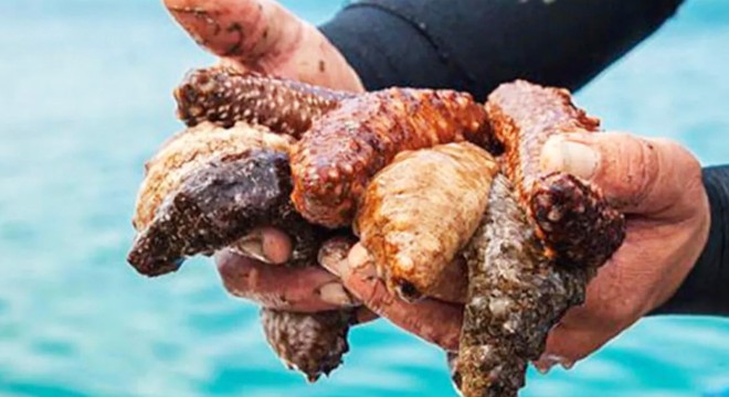 1 ton deniz patlıcanı ele geçirildi