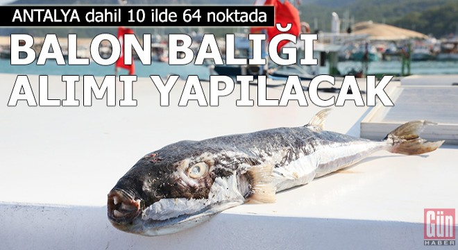 10 ilde 64 noktada balon balığı alımı yapılacak
