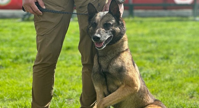 10 ülkenin eğitimli 'narkotik' köpekleri yarışıyor