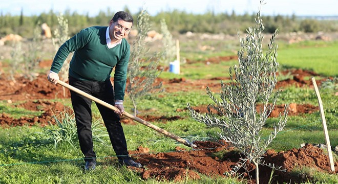 10 bin zeytin ağacının geliri 35 bin öğrenciye burs olacak