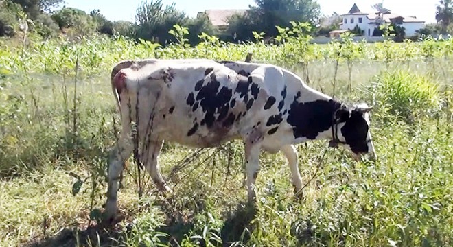 10 metrelik kuyuya düşen inek, vinçle çıkarıldı