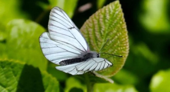 100 yıl önce soyu tükenen kelebek türü ortaya çıktı