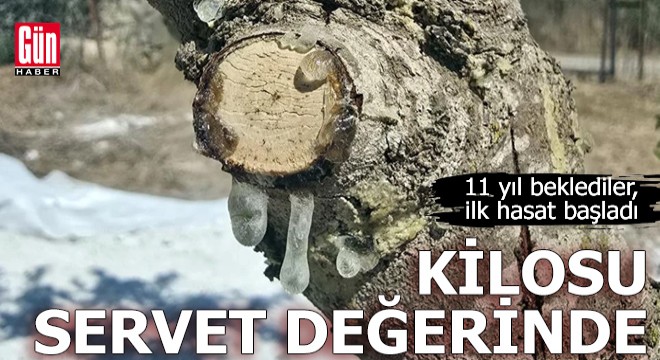 11 yıl beklediler, şimdi kilosu servet değerinde!