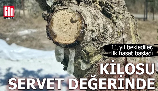 11 yıl beklediler, şimdi kilosu servet değerinde!