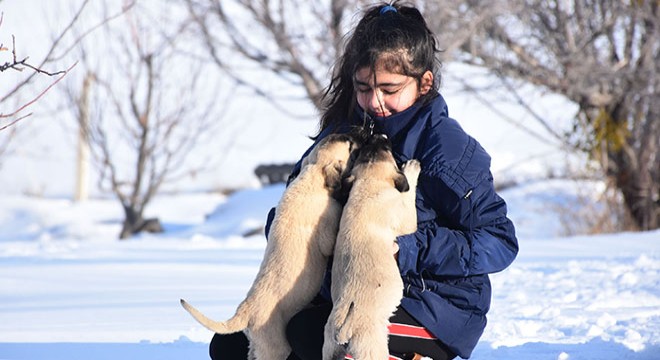 12 yaşındaki Naz, Kangal köpekleriyle büyüyor