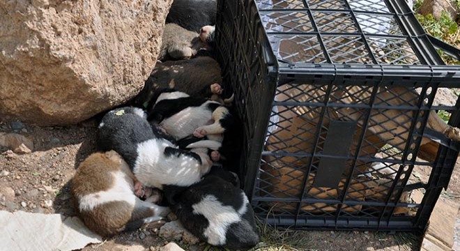 12 yavru köpek, mezarlığa terk edildi