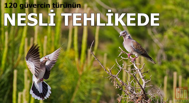 120 güvercin türünün nesli tehlikede, 17'si yok oldu