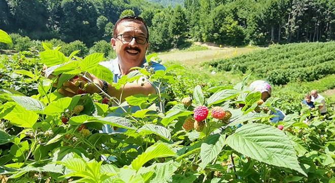 1200 rakımlı dağların zirvesinde ahududu hasadı