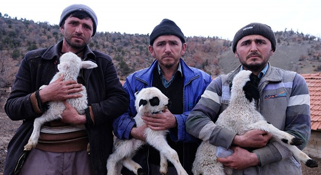 124 koyun çalındı; kuzuları biberonla besliyorlar