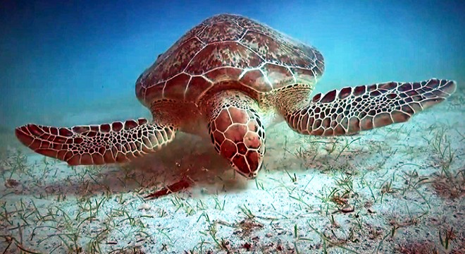 13 ülkeden uzmanlar caretta carettalar için toplandı