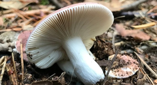 14 kişi yedikleri mantardan zehirlendi