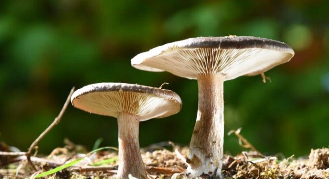 15 kişi mantardan zehirlendi