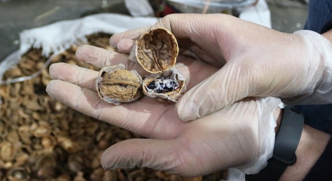 153 kilo afyon sakızını, ceviz kabuklarının içine gizlemişler