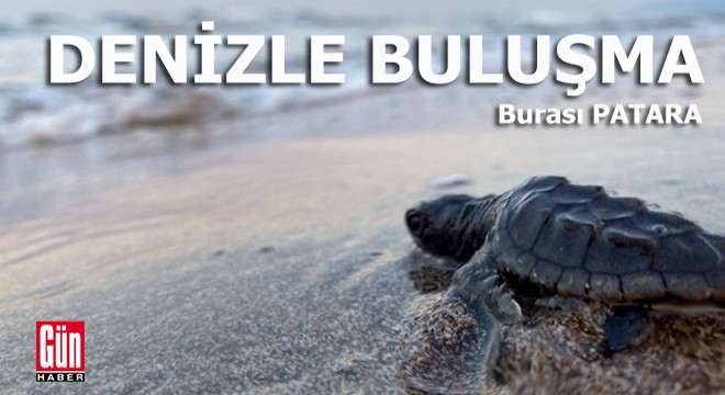 17 bin yavru caretta caretta denizle buluştu