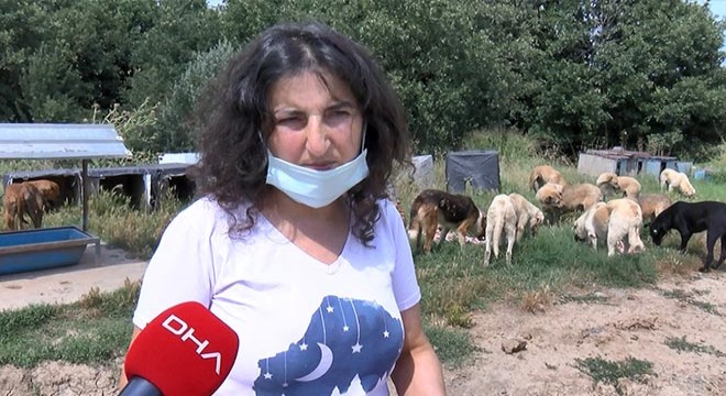 17 köpek ölü bulundu; işkence yapılıp zehirlenmiş