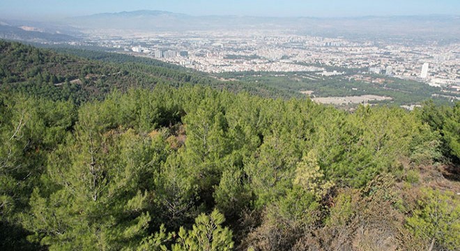 19 yıl önce yanan orman yeniden yeşillendi