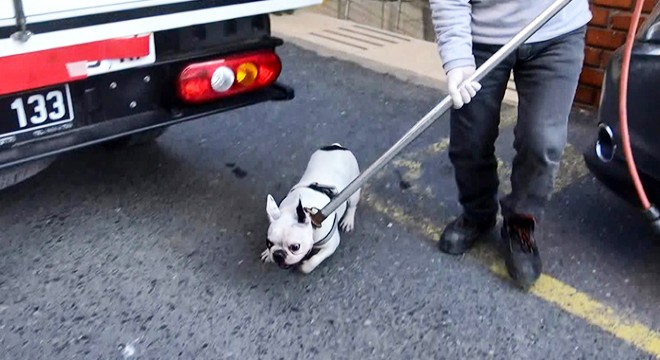 2 köpek, ölü bulunan sahiplerinin yanına polisi yaklaştırmadı