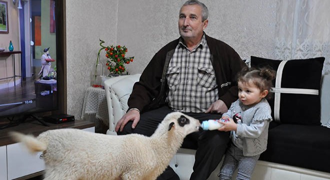 2 yaşındaki Ela kuzusunu biberonla besliyor