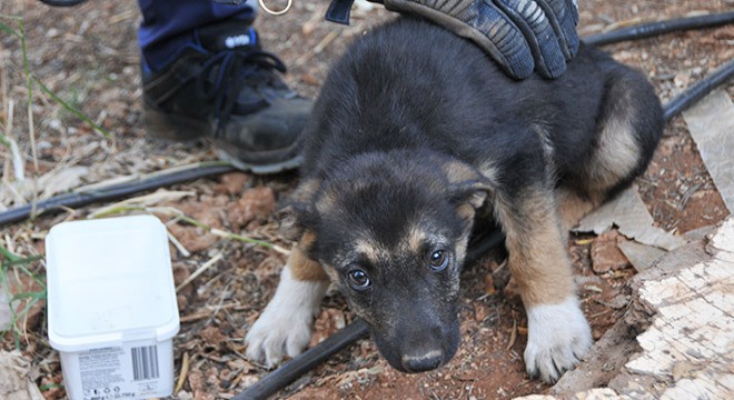 2 yavru köpeği girdiği kaya oyuğundan itfaiye çıkardı
