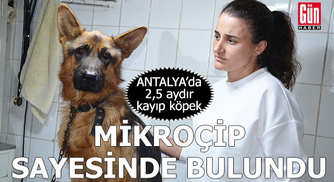 2,5 aydır kayıp köpeği, mikroçip sayesinde bulundu