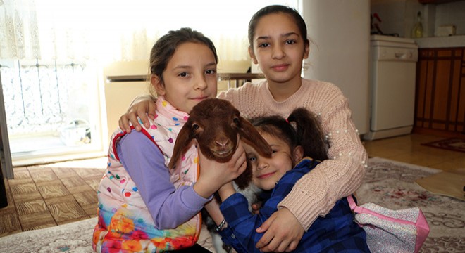 20 günlük 'Kahve' isimli kuzuya evde bebek gibi bakıyorlar