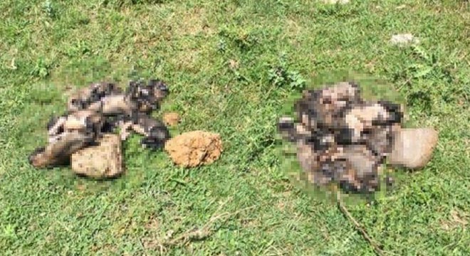 20 yavru köpeği çuvallara koyup dereye attılar