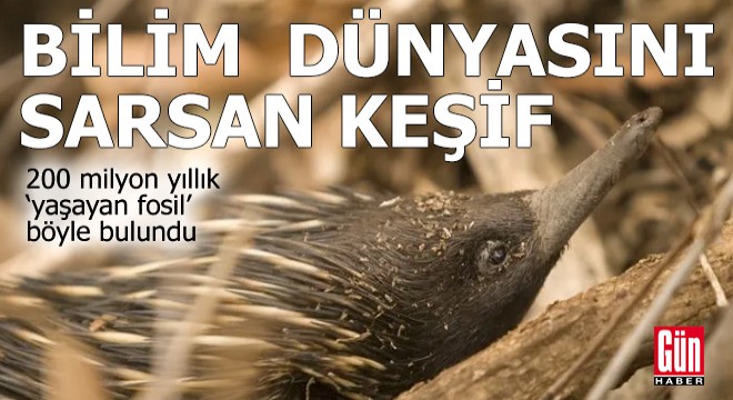 200 milyon yıllık  yaşayan fosil  böyle bulundu