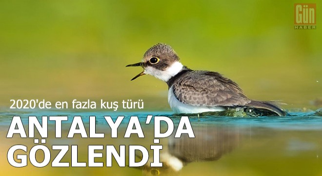 2020'de en fazla kuş türü, Antalya'da gözlendi