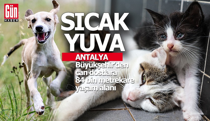 Antalya Büyükşehir'den can dostlara sıcak yuva