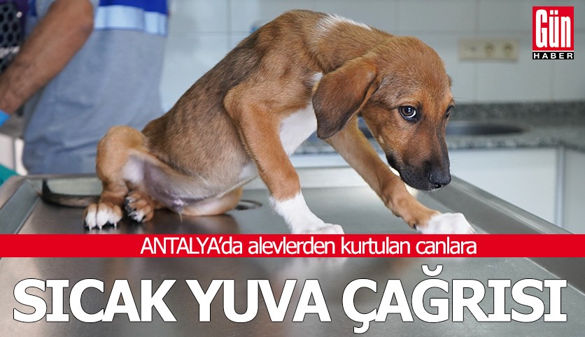 Antalya'da alevlerden kurtulan canlara sıcak yuva çağrısı