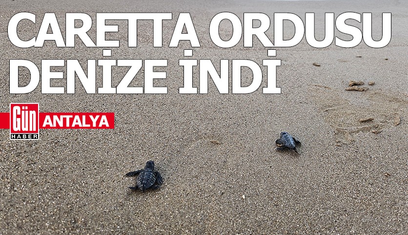 Antalya'da caretta ordusu denize indi