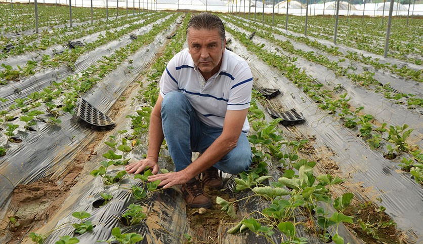 Antalya'da çilek fideleri toprakla buluştu