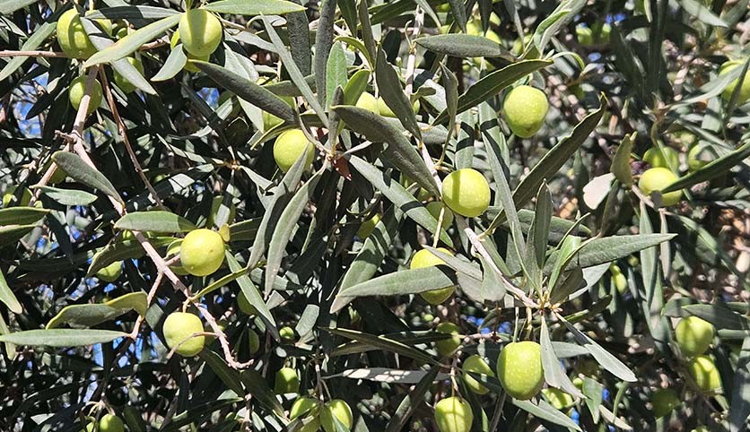 Antalya’da ‘tavşan yüreği’ zeytininde 10 bin ton rekolte beklentisi