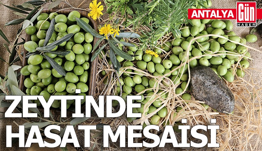 Antalya'da ‘var yılı’ olan zeytinde hasat zamanı