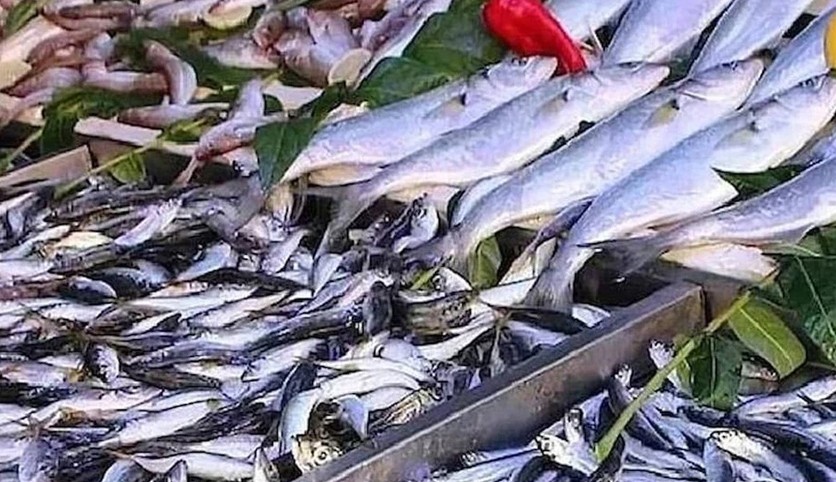 Balıkçıdan hamsi ve palamut uyarısı: Stok yapın