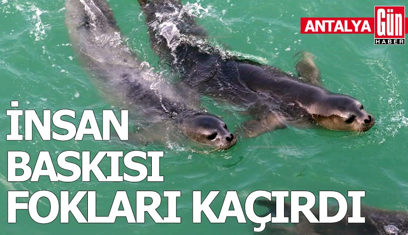 İnsan baskısı fokları kaçırdı